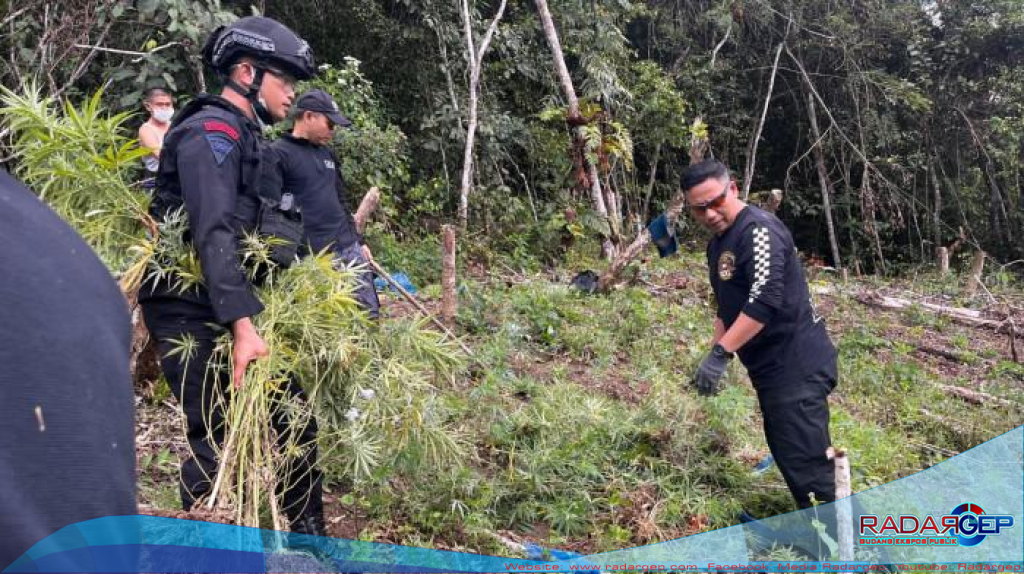 Bersama Brimob, BNNP Sumut Musnahkan Ladang Ganja Dua Hektar Di madina